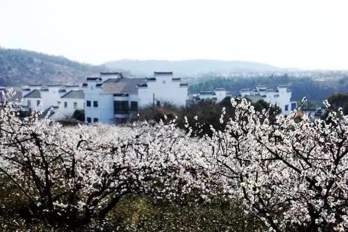 拯救蓝色小鸟